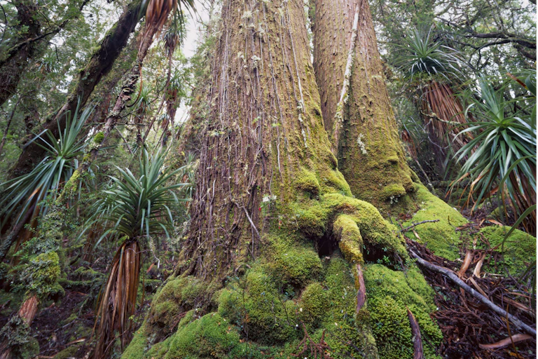 Massive, moss-covered tree trunk