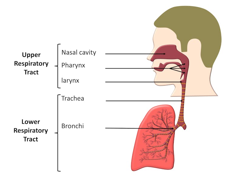 Upper respiratory tract graphic.