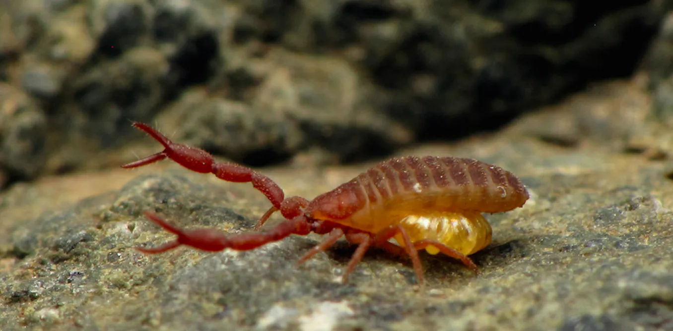 Pseudoscorpion pseudoscorpion
