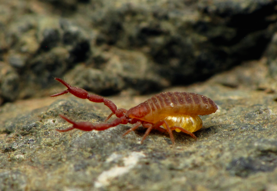 Explainer: what is a pseudoscorpion?