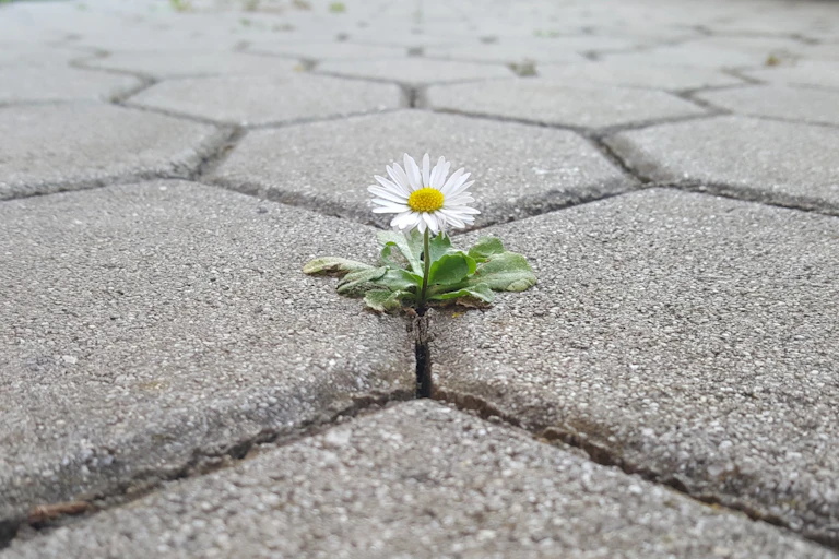 A single chamomile flower breaking through hexagon paving.