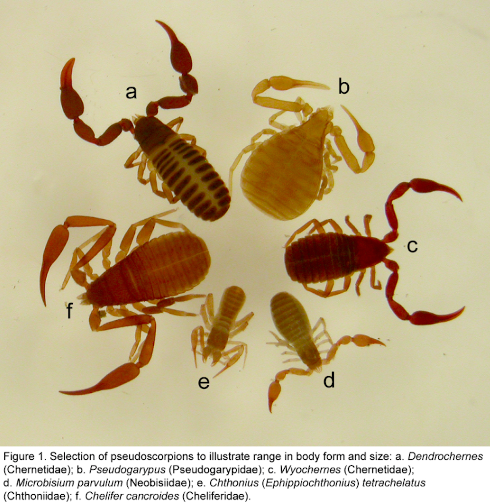 Pseudoscorpion