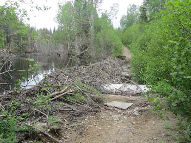 A beaver dam made of sticks alongside a dirt road that is passing over a culvert.