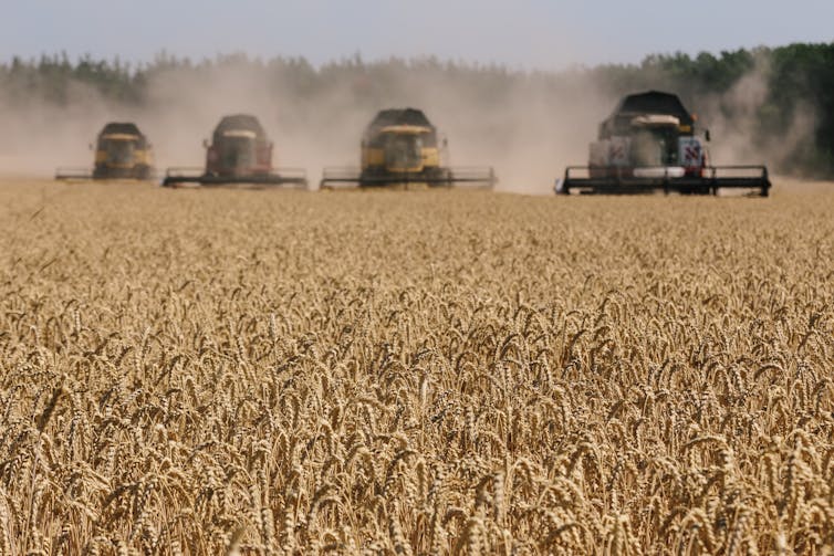 Four large harvesting machines advance through a wheat field.