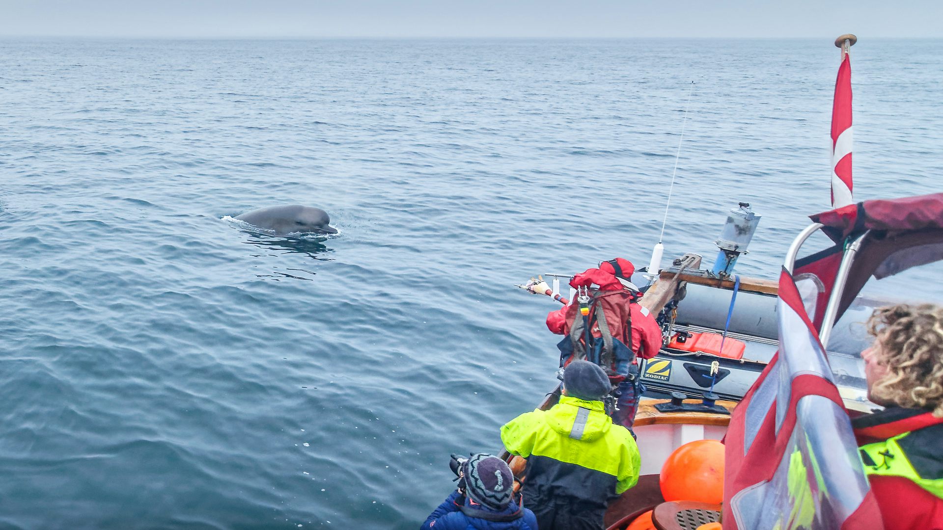 Bottlenose whale tagging off the coast of Norway