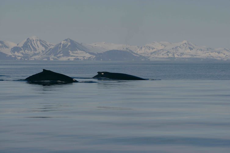 Mūsų tyrime prie Norvegijos krantų pažymėti kuprotieji banginiai