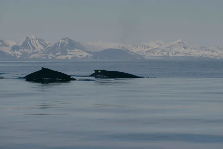 Tagged humpback whales in our study off the coast of Norway