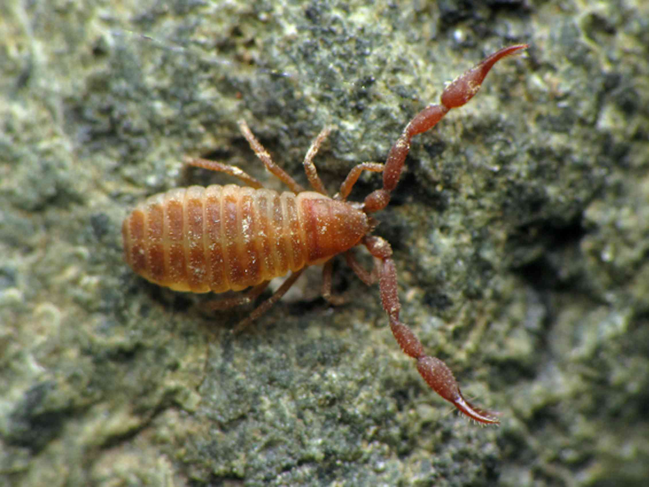 Explainer what is a pseudoscorpion?