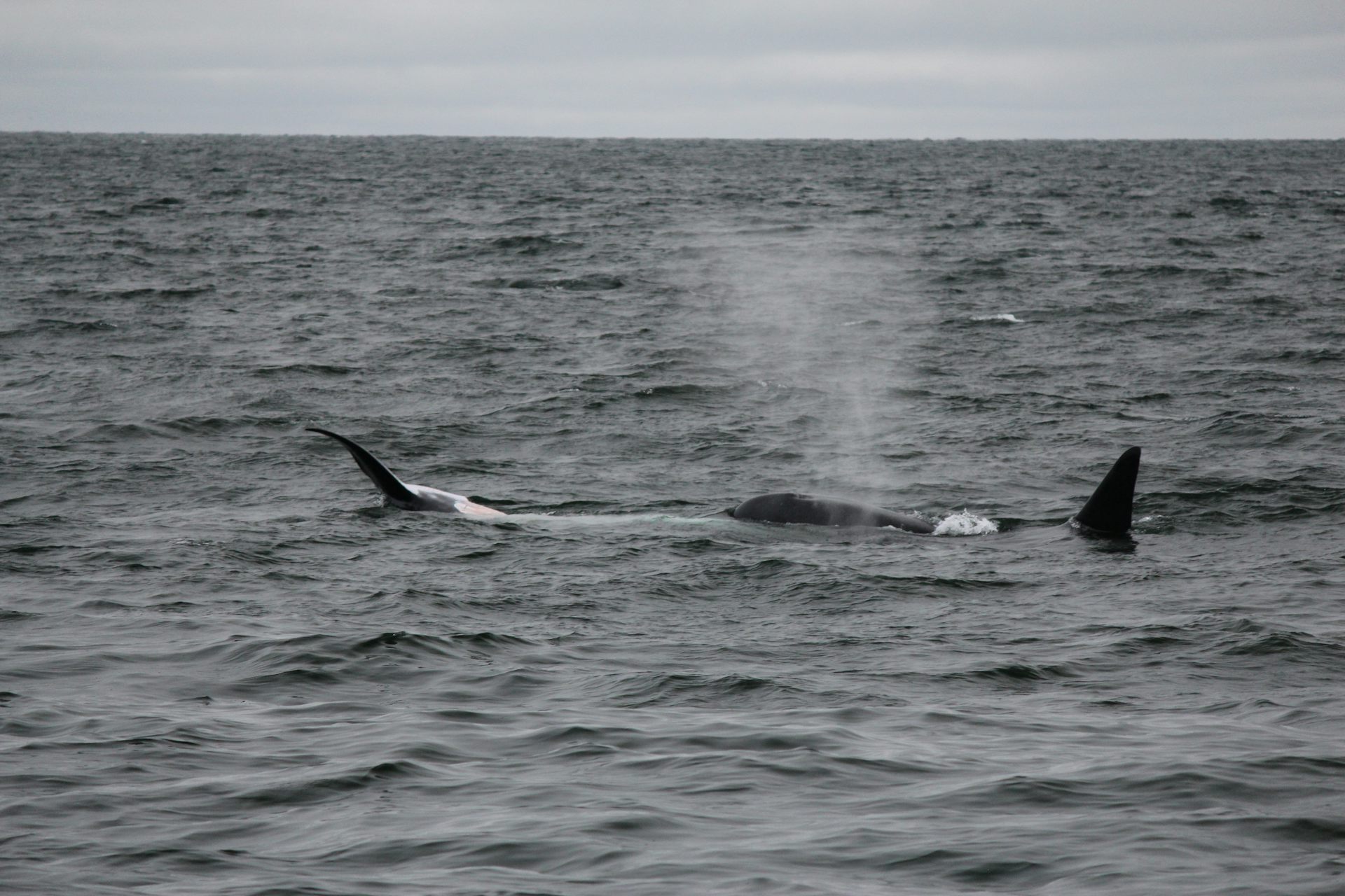 Killer whales feeding on a minke whale