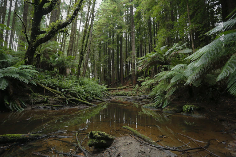 Temperate forest