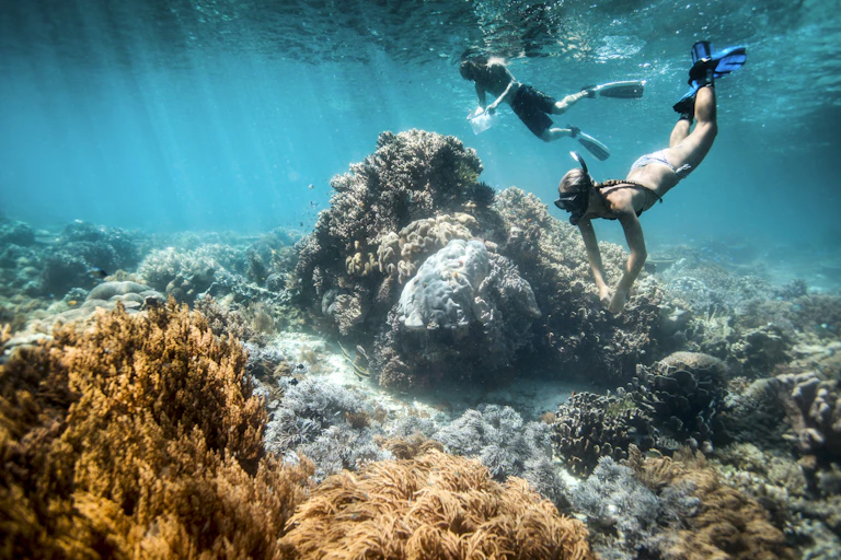 snorkellers over reef