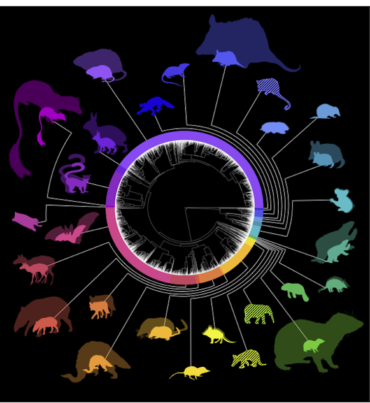 Diagram showing the phylogenetic distribution of various mammals.