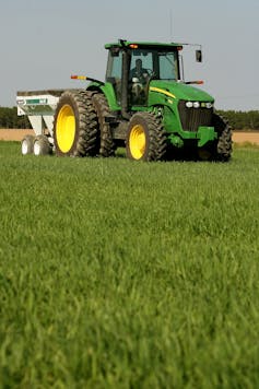 A green tractor pulls a fertilizer attachment in a green field containing red winter wheat