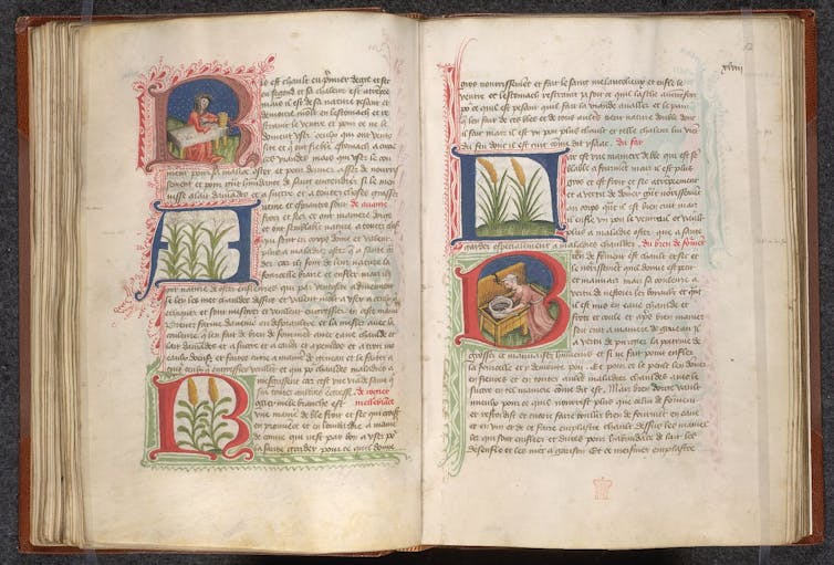 An ornate hand lettered book is open showing colorful illustrations painted amid the text, many depicting grain growing.