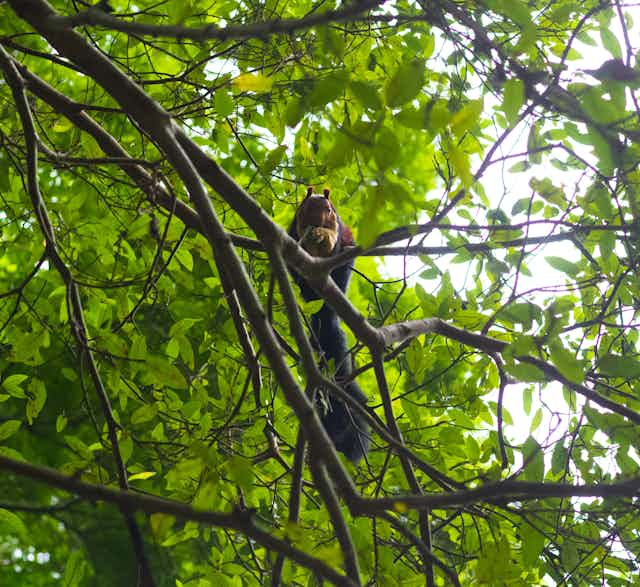 Malabar giant squirrel perched in a tree branch.