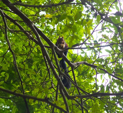 Thousands of undiscovered mammal species may be hidden in plain sight, new research finds