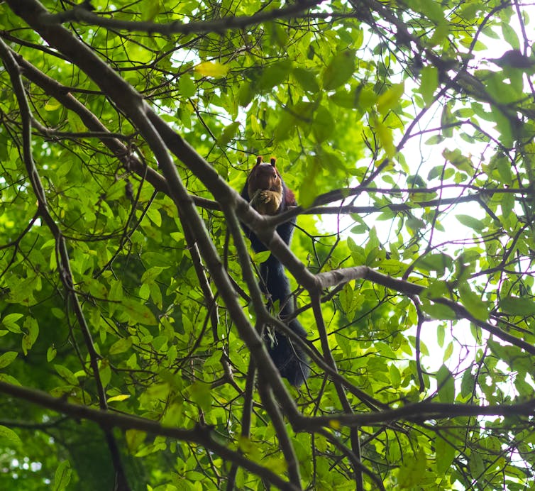 Thousands of undiscovered mammal species may be hidden in plain sight