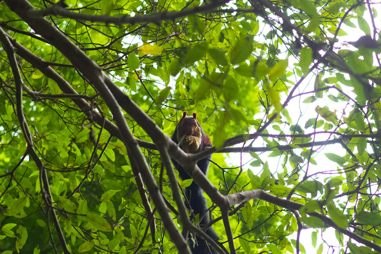 Malabar giant squirrel perched in a tree branch.
