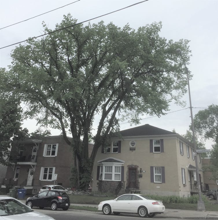 large tree in front of a house