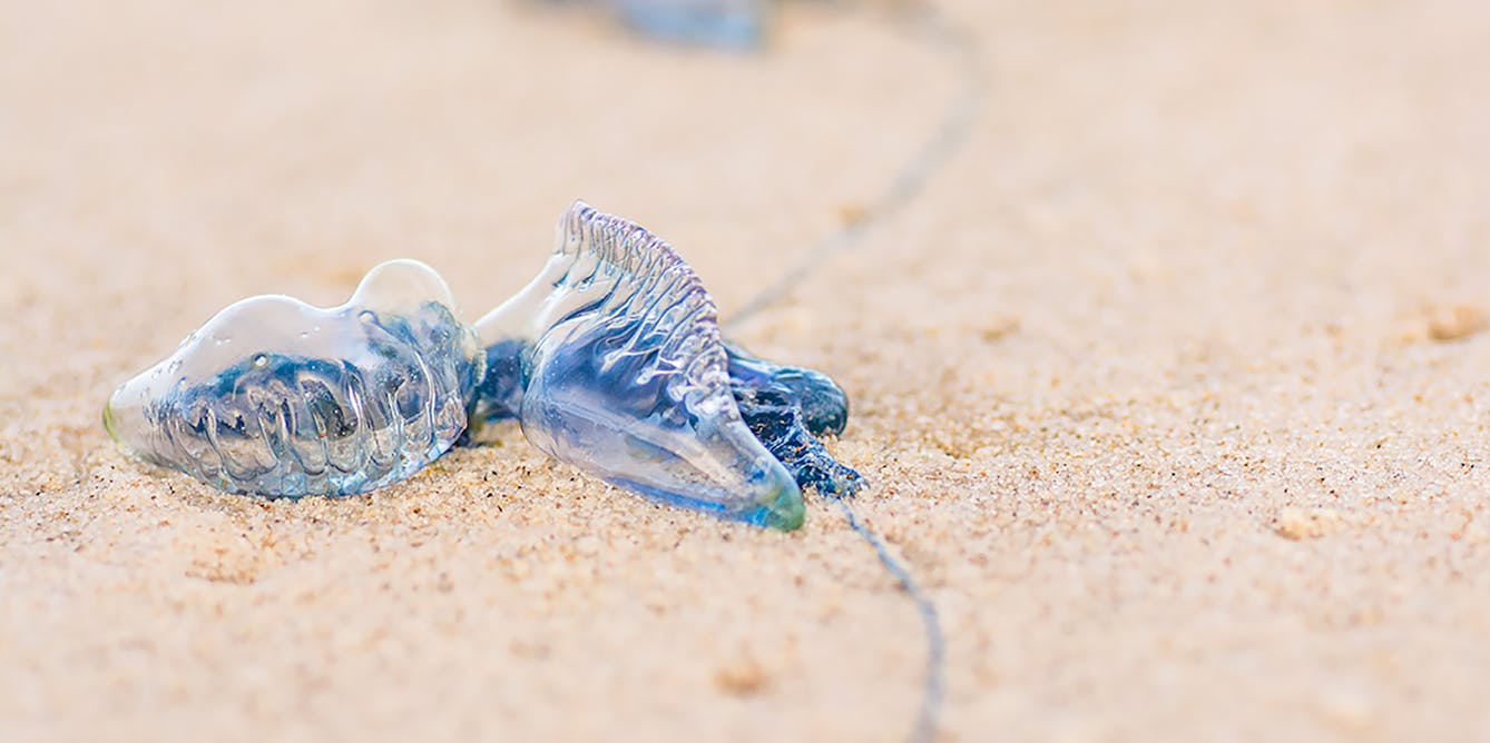Bluebottle Jellyfish Are Washing Up On Beaches In Extreme Numbers