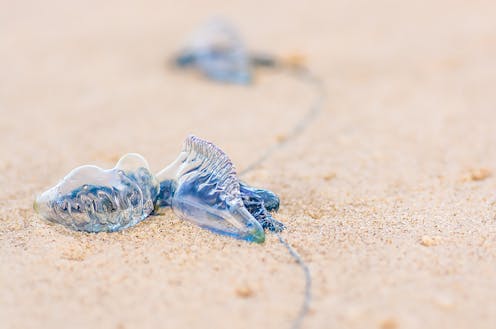 Want to avoid a bluebottle sting? Here's how to predict which beach they'll land on