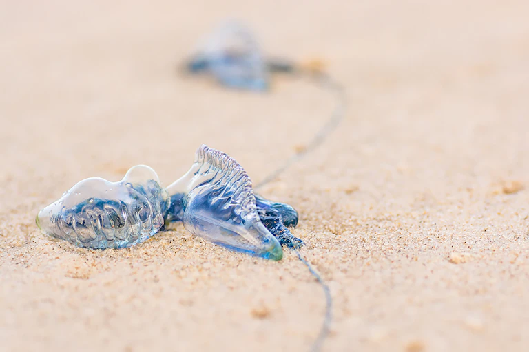 jellyfish on sand