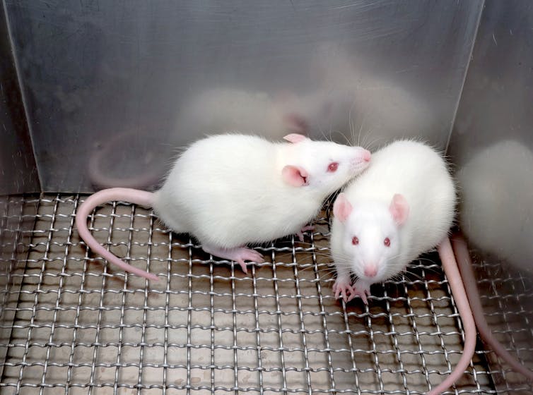 two white mice in a lab cage