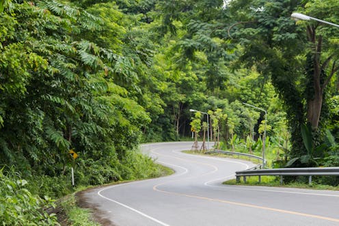 Roadside trees stitch the ecosystems of our nation together. Here’s why they’re in danger