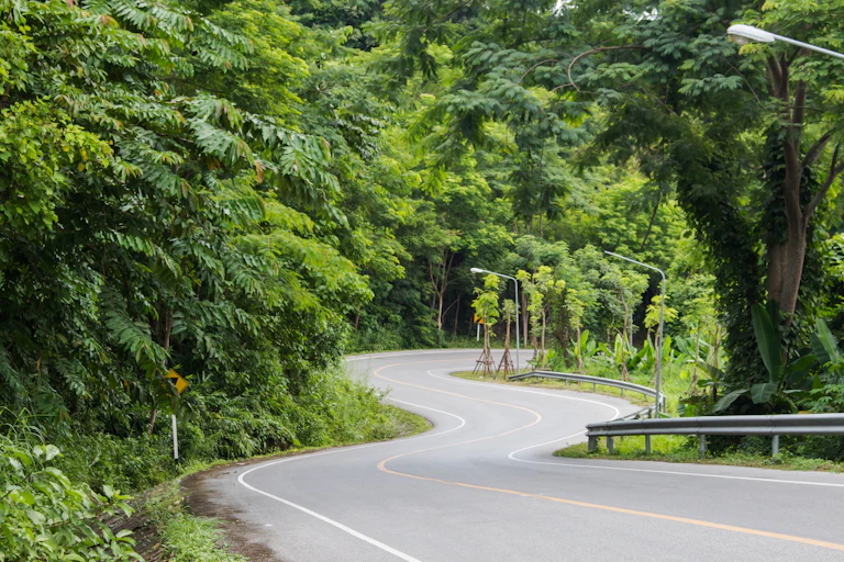 Winding road through forest