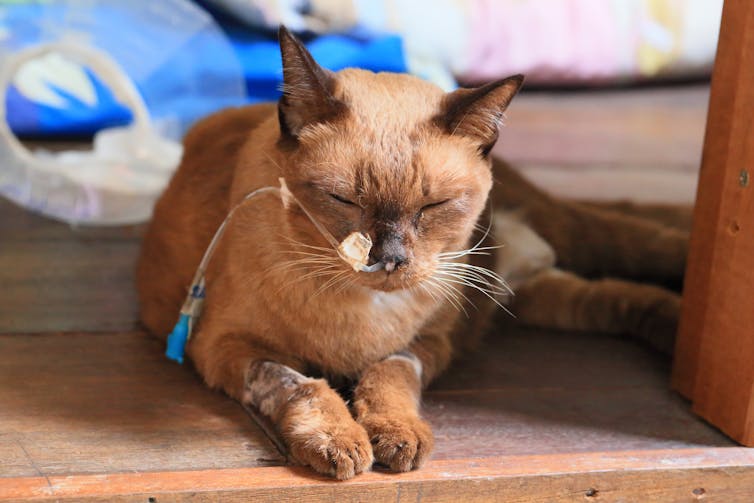 an elderly siamese cat with a feeding nose
