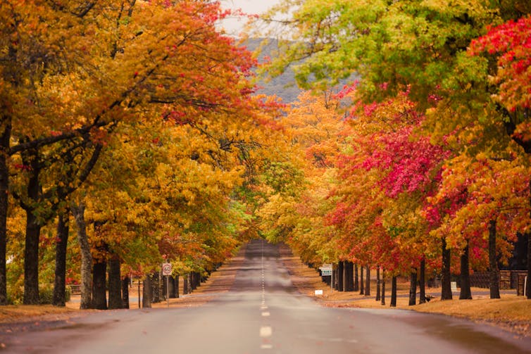 Autumn trees over a road