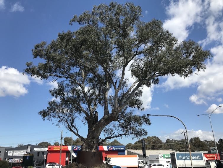 roadside trees stitch the ecosystems of our nation together. here’s why they’re in danger roadside trees stitch the ecosystems of our nation together. here’s why they’re in danger