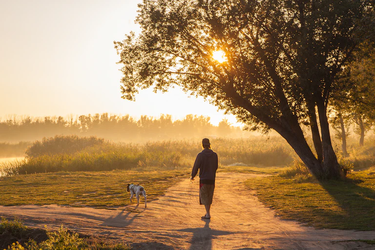 A person walks a dog in a park late in the day.