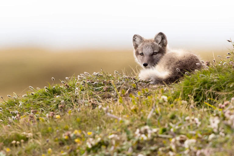 A young fox sits with its tail wrapped around itself among green plants in spring in Alaska.