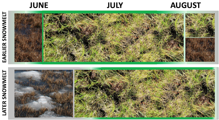 Illustration of plant growth by month for early and later snowmelt shows the growing period shift from July-August to June-July.