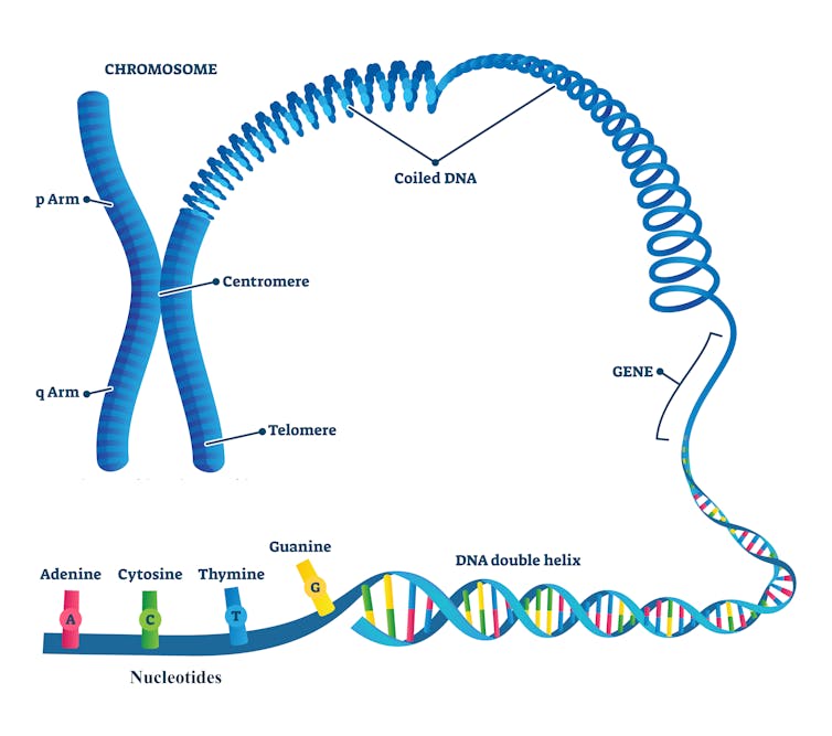 Diagram penguraian kromosom menjadi DNA melingkar, gen dan komponen nukleotida