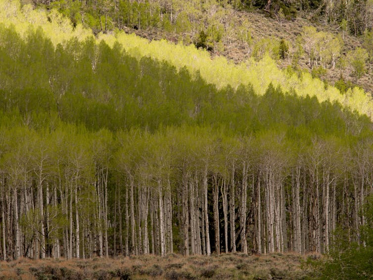 Forêt de peupliers