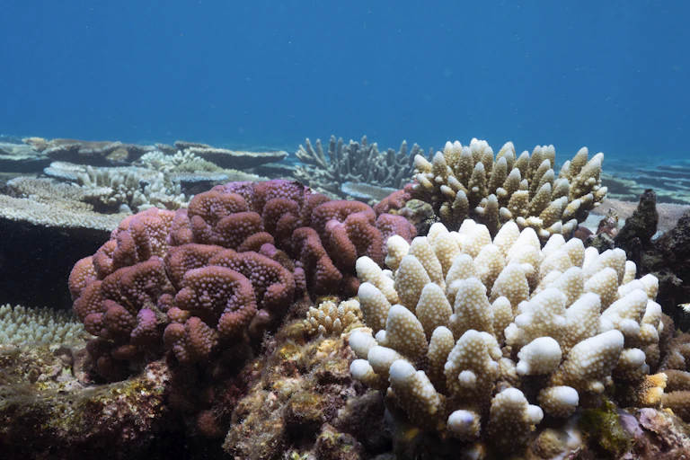 White and pink coral