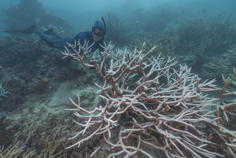 A diver inspects bleached coral