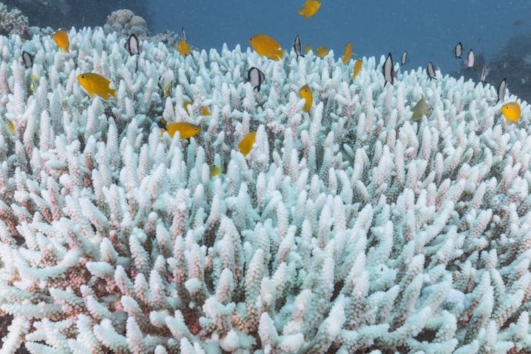 Orange fish swim over bleached coral