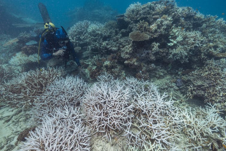 Diver inspects bleached coral