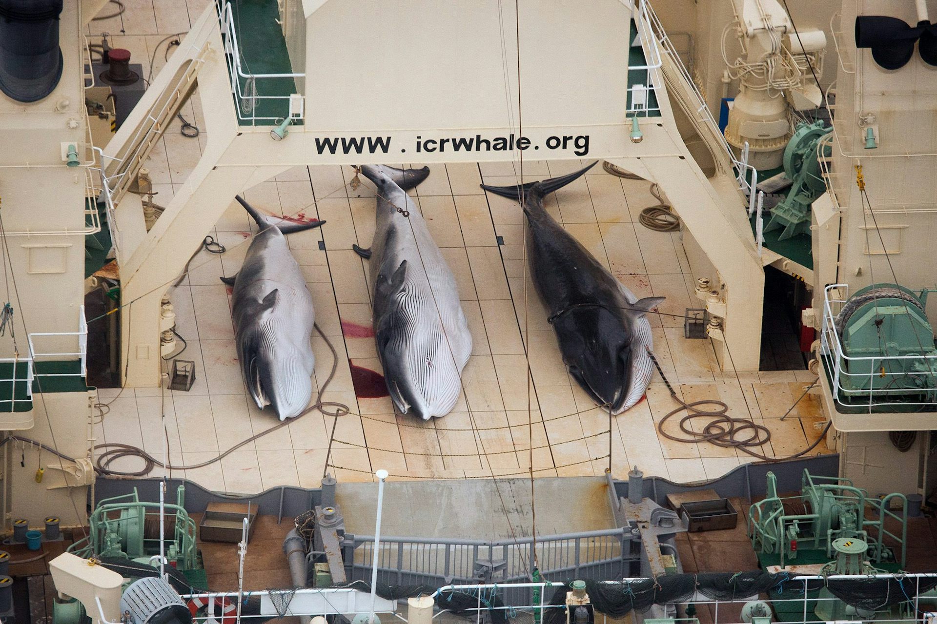 International convention for the best sale regulation of whaling 1946