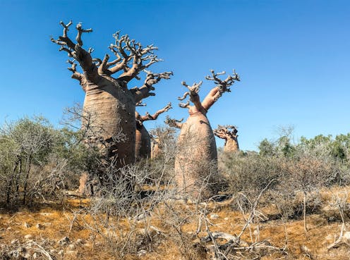 Descubriendo las maravillas forestales de África y las amenazas a las que se enfrentan Descubriendo las maravillas forestales de África y las amenazas a las que se enfrentan