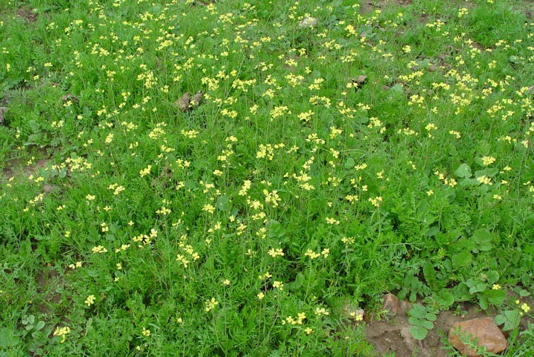 Plantas de Diplotaxis catholica con flores amarillas