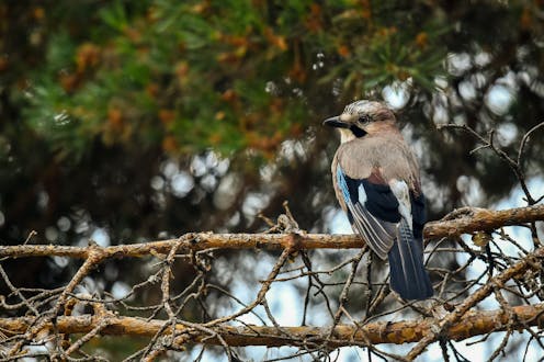 Cómo podemos ayudar a las aves a resistir el cambio climático Cómo podemos ayudar a las aves a resistir el cambio climático