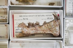 The jawbone fossil of the newly described sabre-tooth cat