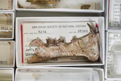 The jawbone fossil of the newly described sabre-tooth cat