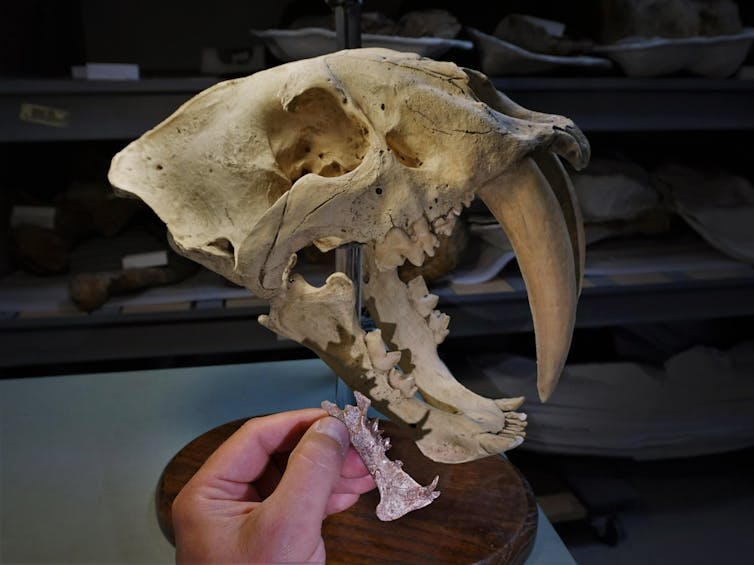 Skull cast of a Smilodon next to the Diegoaelurus fossil, which is much smaller with a more pronounced chin bone