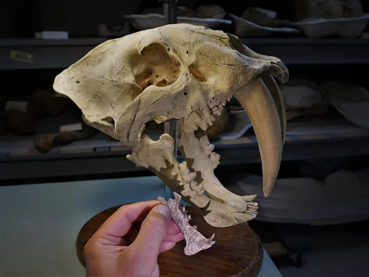 Skull cast of a Smilodon next to the Diegoaelurus fossil, which is much smaller with a more pronounced chin bone