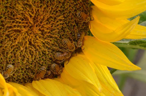 Planting mixes of flowers around farm fields helps keep bees healthy